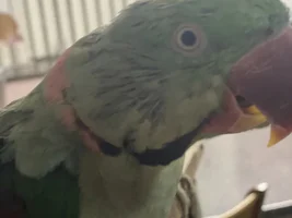 Is this what moulting looks like in Alrxandrines?