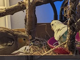 Raising a Cockatiel