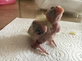 Cockatiel Chick Problems?