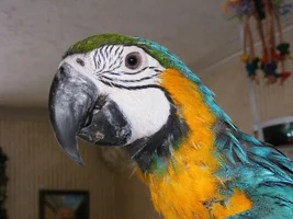 BGM Aruba