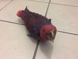 My new baby