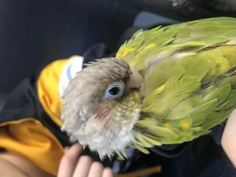 Is she okay?(spots on feathers)