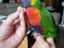 Rainbow and Red-collared Lorikeets