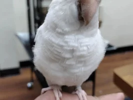 New Bird Daddy - Please help me ID my new family member