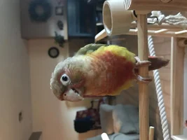 Help! Getting harder to get her to go in cage