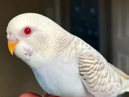 Eggbertha Needs an Aviary Home...