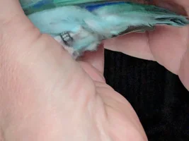 Companion for my 6-yr old parrotlet