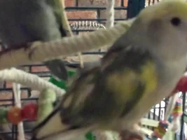 molting or ill?