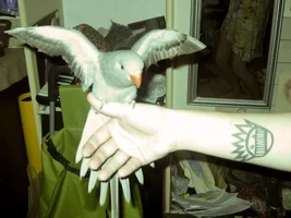 Newbie w/ Indian Ringneck