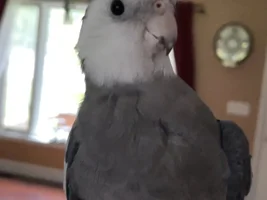 Lemme see ya favorite pics of your birbies 👁️👄👁️
