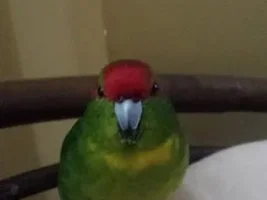 Kakarikis- Male or Female