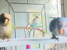 Official budgie photo thread!