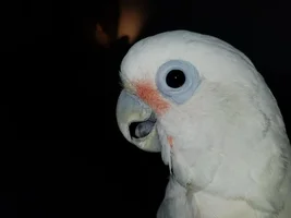 Hi All, New here