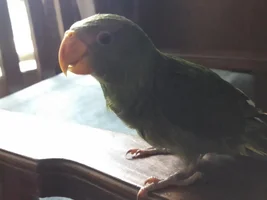 Help!! i don't know which kind of parrot do i have