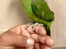 New member here!