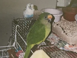 Send your budgie photo!