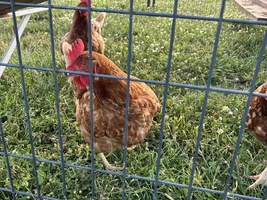 Tom the Con-Man and the Flock!
