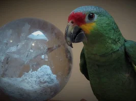 Primor and crystal ball