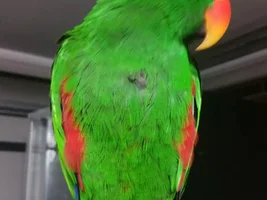 Plucking or just normal molt?