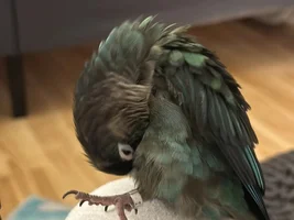 Conure with feather problems