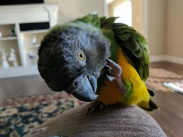 Regurgitating on his leg