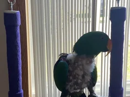 Exercise for parrots