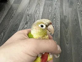 Pineapple conure smaller eyes than all the other gcc ive seen!?