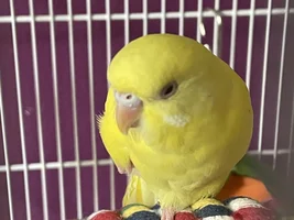 Is it normal for hens to be so chirpy?