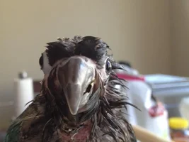 Bump between eye and beak?