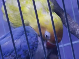 Lovebirds breeding