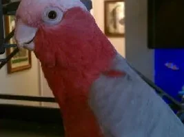 Galah appreciation post