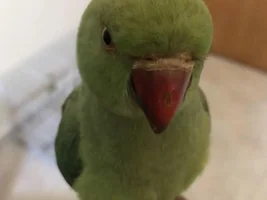 Indian ring neck beak problem