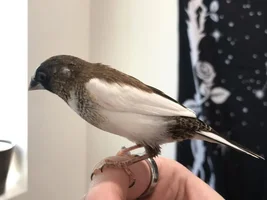 Name suggestions for Society finch babies?