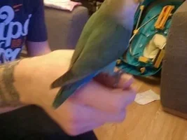 What Color is my lovie?