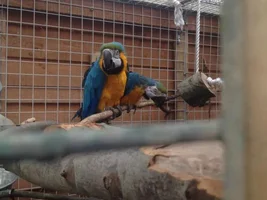 Macaws