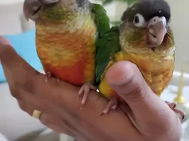 My 42 days old conure