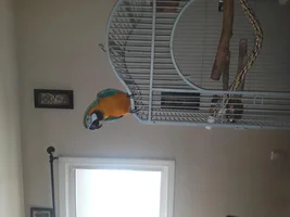 New owner of a B&G Macaw