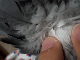 Am I noticing first signs of Plucking?