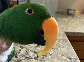 Has anyone lost feathers around the nostrils of their parrot?