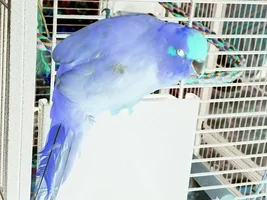 Parrots in opposite colors