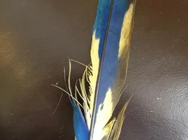 Yellow feathers