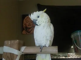 hi! new owner of a 10 yr old lessor sulfer cockatoo