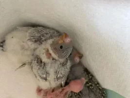 So I got her a nestbox....