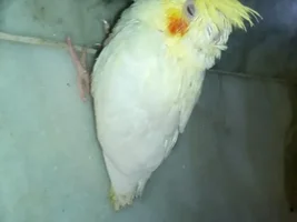 Help! Baby cockateil is not begging for food!