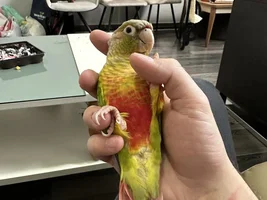 How to maintain healthy feathers