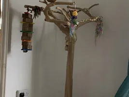 Introducing a phobic parrot to a new room/stand