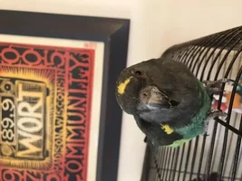 Still life with parrot. :)
