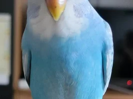 Sushi the budgie