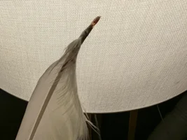 Beak and feather disease?