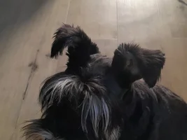 New doggo